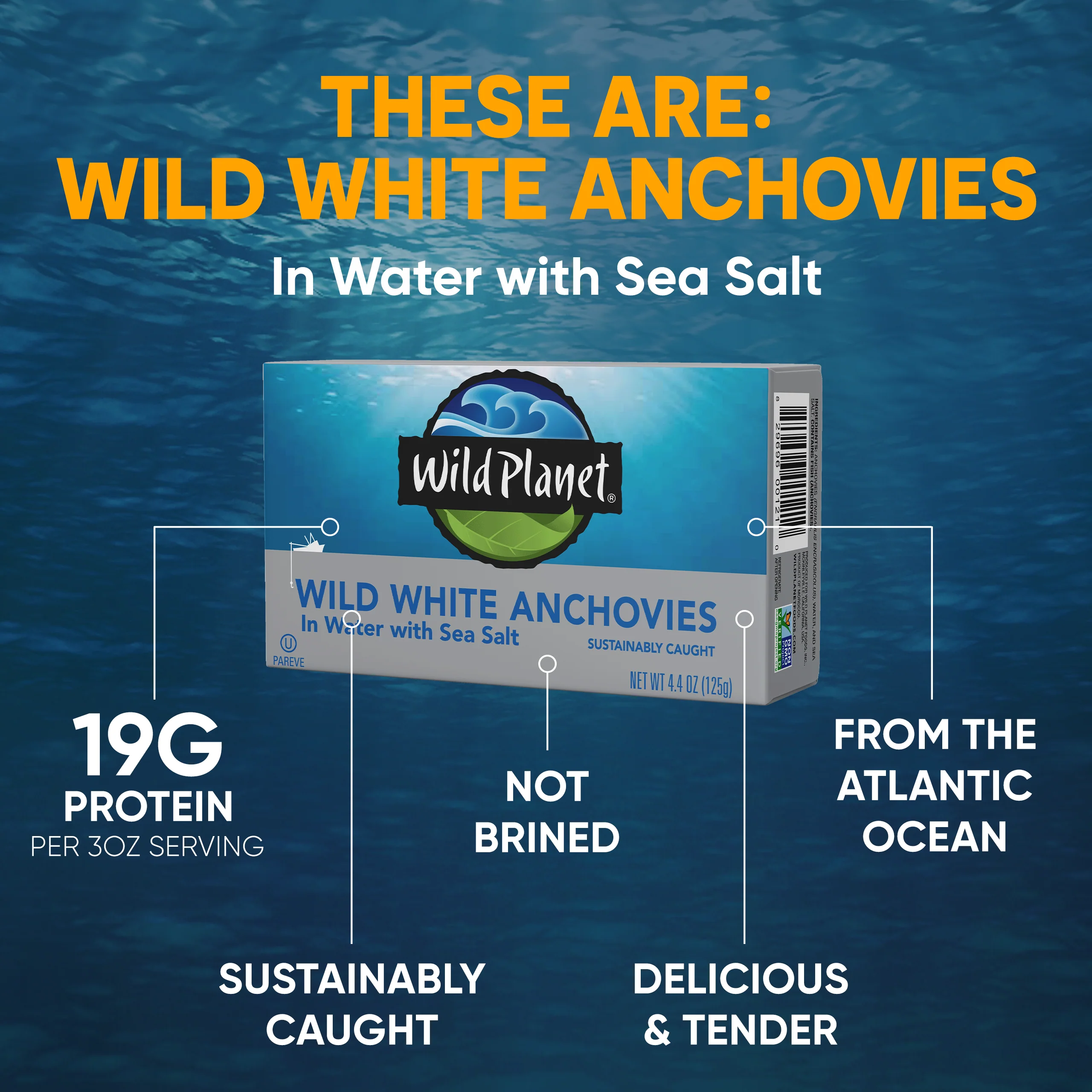 Wild White Anchovies In Water - Image 7