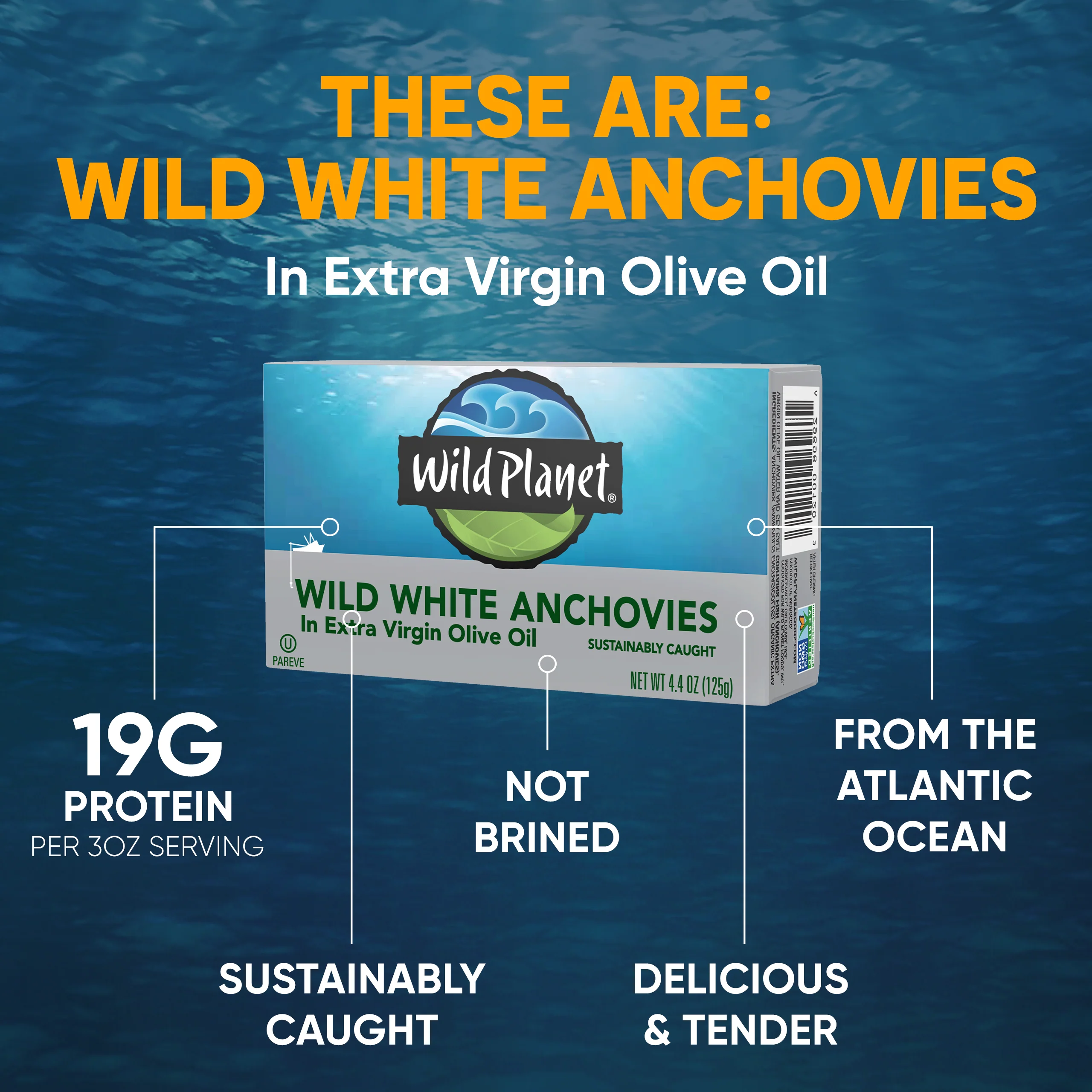 Wild White Anchovies In Extra Virgin Olive Oil - Image 7